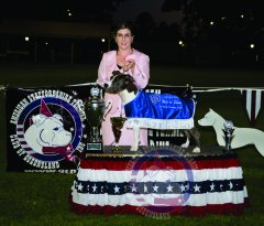 Best In Show - Grand Ch. Firewalk Influential Miss