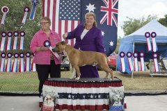 Amstaff290416_10.jpg