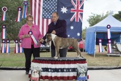 Amstaff290416_17.jpg