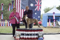 Amstaff290416_18.jpg