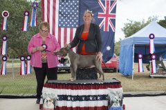 Amstaff290416_19.jpg