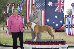 Amstaff290416_2.jpg
