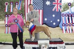 Amstaff290416_25.jpg