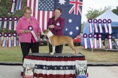 Amstaff290416_5.jpg