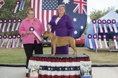 Amstaff290416_6.jpg