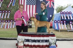 Amstaff290416_8.jpg