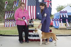 Amstaff290416_9.jpg