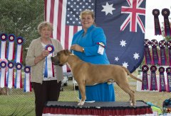 Amstaff300416Show2_11.jpg