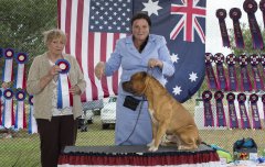 Amstaff300416Show2_12.jpg