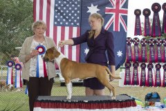 Amstaff300416Show2_16.jpg