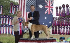 Amstaff300416Show2_2.jpg