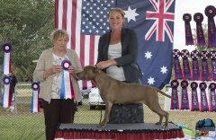 Amstaff300416Show2_20.jpg