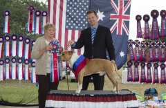 Amstaff300416Show2_3.jpg