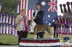 Amstaff300416Show2_4.jpg