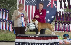 Amstaff300416Show2_6.jpg