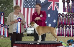 Amstaff300416Show2_6a.jpg