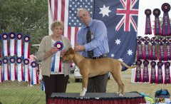 Amstaff300416Show2_7.jpg