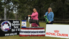 MINOR PUPPY IN SHOW - NEWBELLE THE MISCHIEF MAKER