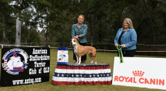 OPPOSITE SEX AUSTRALIAN BRED IN SHOW - CH. RIZENSTAR DEVIL ISAS DEVILDOES