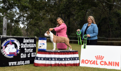 RESERVE DOG CHALLENGE & PUPPY IN SHOW - NEWBELLE LETS GET WILD