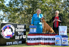 Australian Bred In Show - Ch. Dinamyte Let The Party Begin (AI)