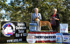 Reserve Bitch Challenge & Intermediate In Show - Ch. Hotashell Queen Of Titans (AI)