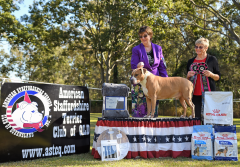 Runner Up Neuter In Show - Neut Ch. Blueskystafs Fully Loaded