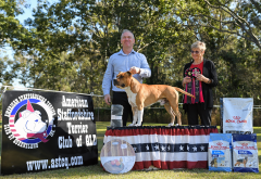 Reserve Dog Challenge & Opposite Sex Open In Show - Ch. Ironklad Pretty Boy Floyd