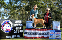 State Bred In Show - Ch. Rizenstar Whosdanew Kingofhell
