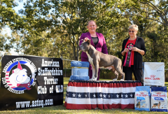 Veteran In Show - Gr Ch. Newbelle Acdc ET JC WWPD WPD