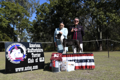 INTERMEDIATE IN SHOW - CH. NEWBELLE THE MISCHIEF MAKER