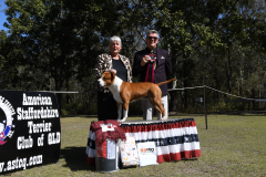 OPPOSITE SEX AUST BRED IN SHOW - GRAND CH. NIKAR DEEDS NEVER DONE (AI)