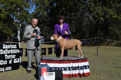 NEUTER IN SHOW - NEUT CH. BLUESKYSTAFS FULLY LOADED