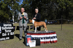 OPPOSITE SEX AUST BRED IN SHOW - GRAND CH. HOTASHELL QUEEN OF TITANS (AI)