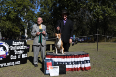 PUPPY IN SHOW - MANFREDS A BLOKES NEW BEGINNING