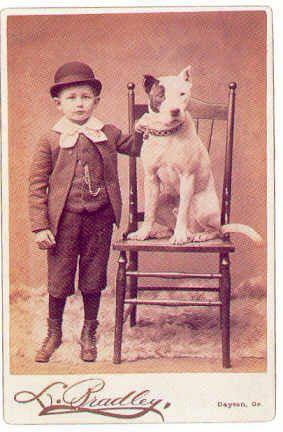 staffordshire terrier history