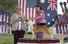 Amstaff300416Show2_9.jpg